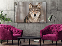 Obraz Alfa samec 1550